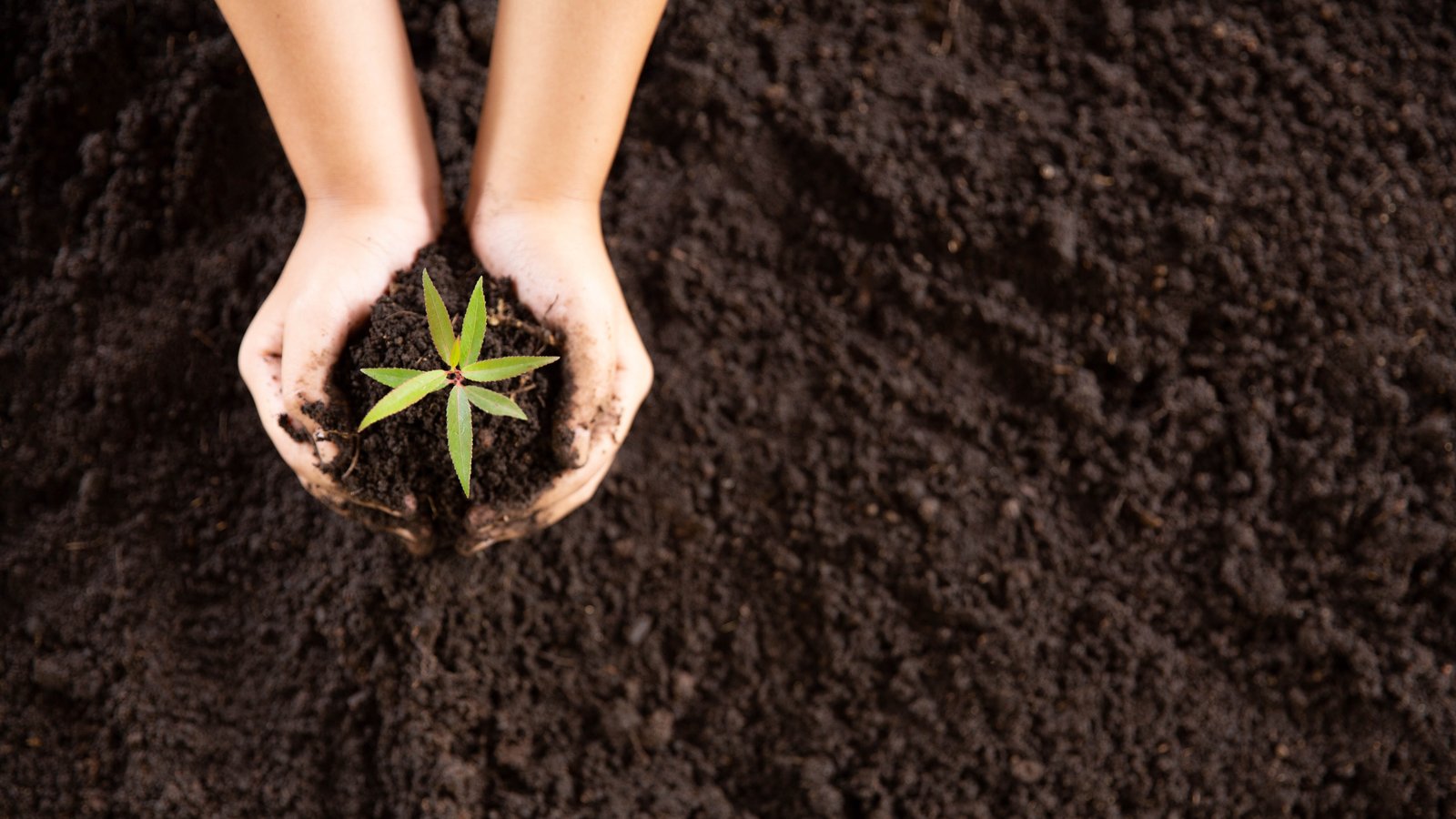 A child holding a plant above fresh soil.